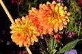 Buga_Koblenz   089